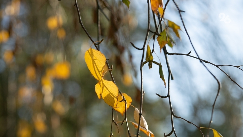      Фото: ИА «Победа26»