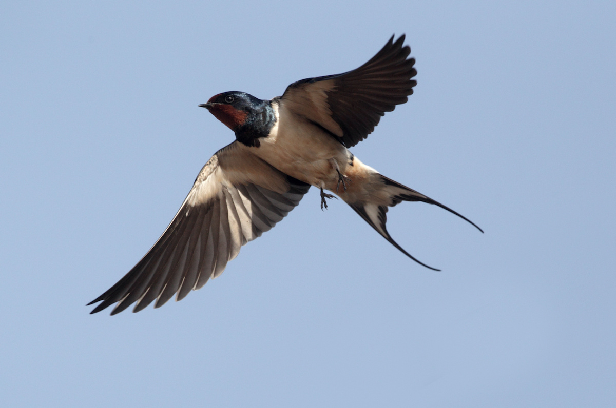 Ласточка — не просто птица, а настоящий воздушный ас, чья жизнь полна удивительных секретов.