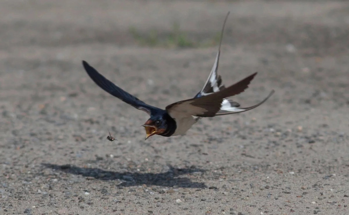 Пить и есть на скорости 100 км/ч? Для ласточки это обычное дело!