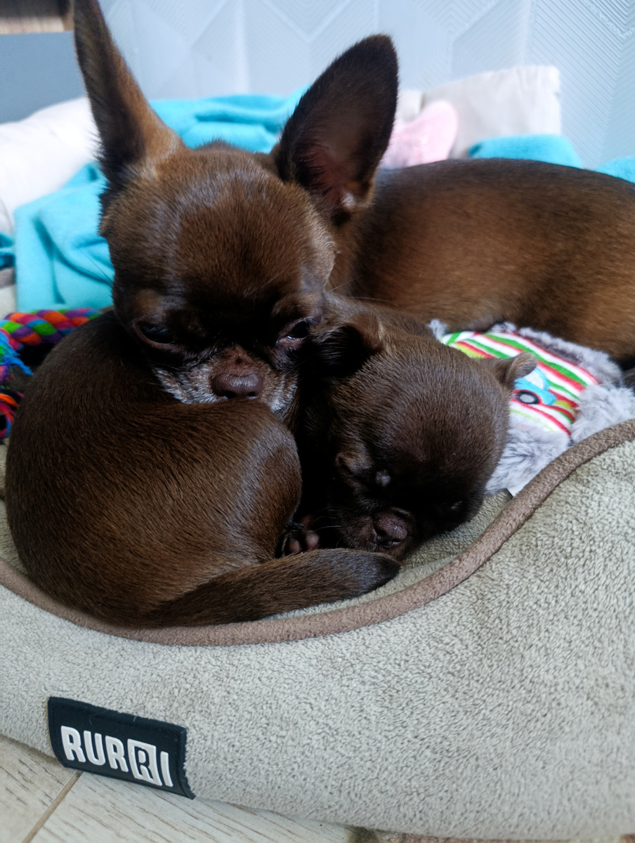 Мои любимые собаки