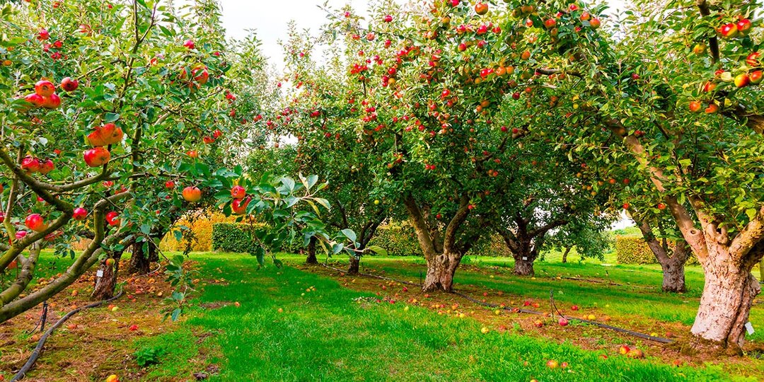 Колонна, карлик, сильнорослое растение - как отличить эти яблони