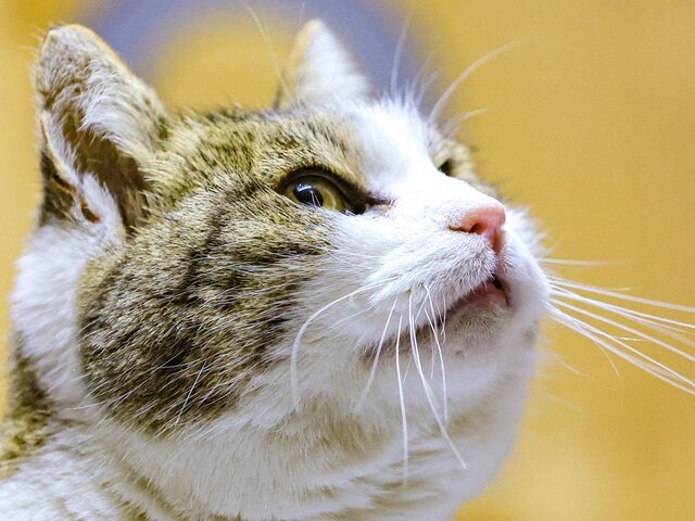    Фото: ТАСС/Сергей Мальгавко