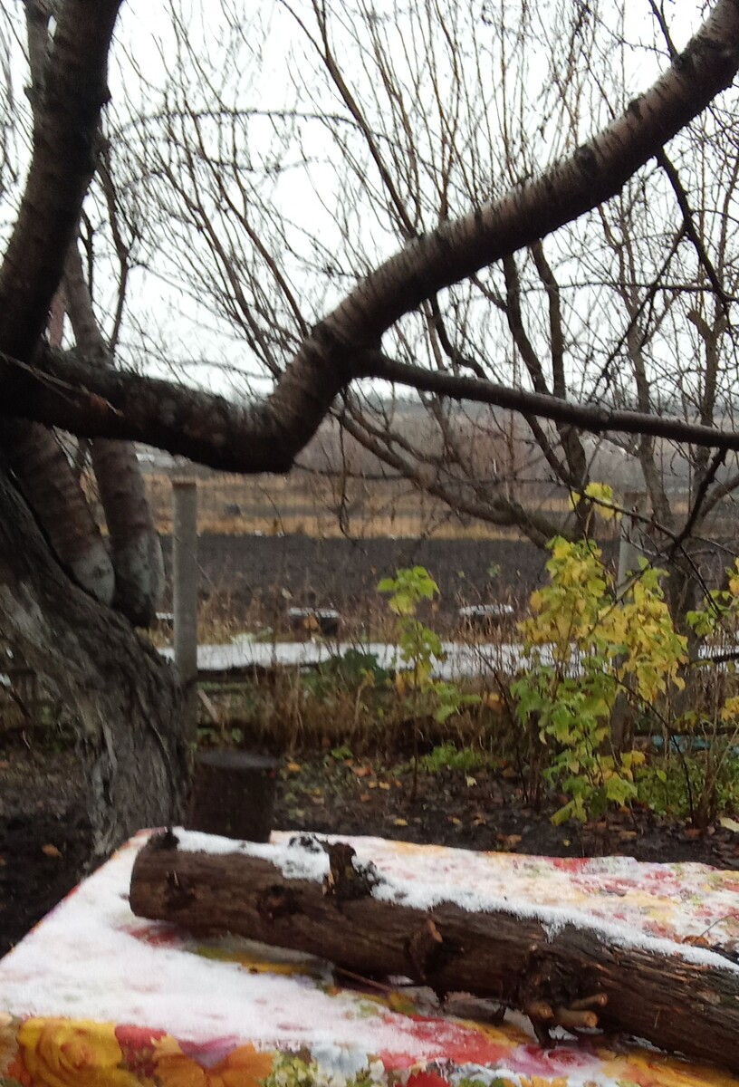 Все деревья готовы к зиме.