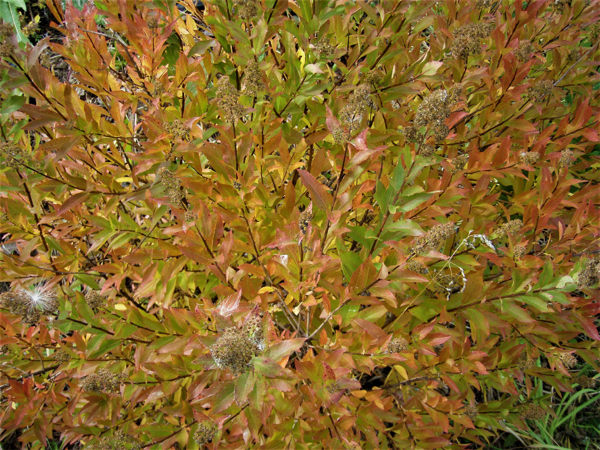 спирея иволистная