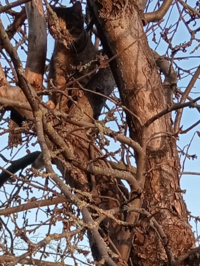 Замаскировалась! Найдите на фото нашу Шпротинку!😸