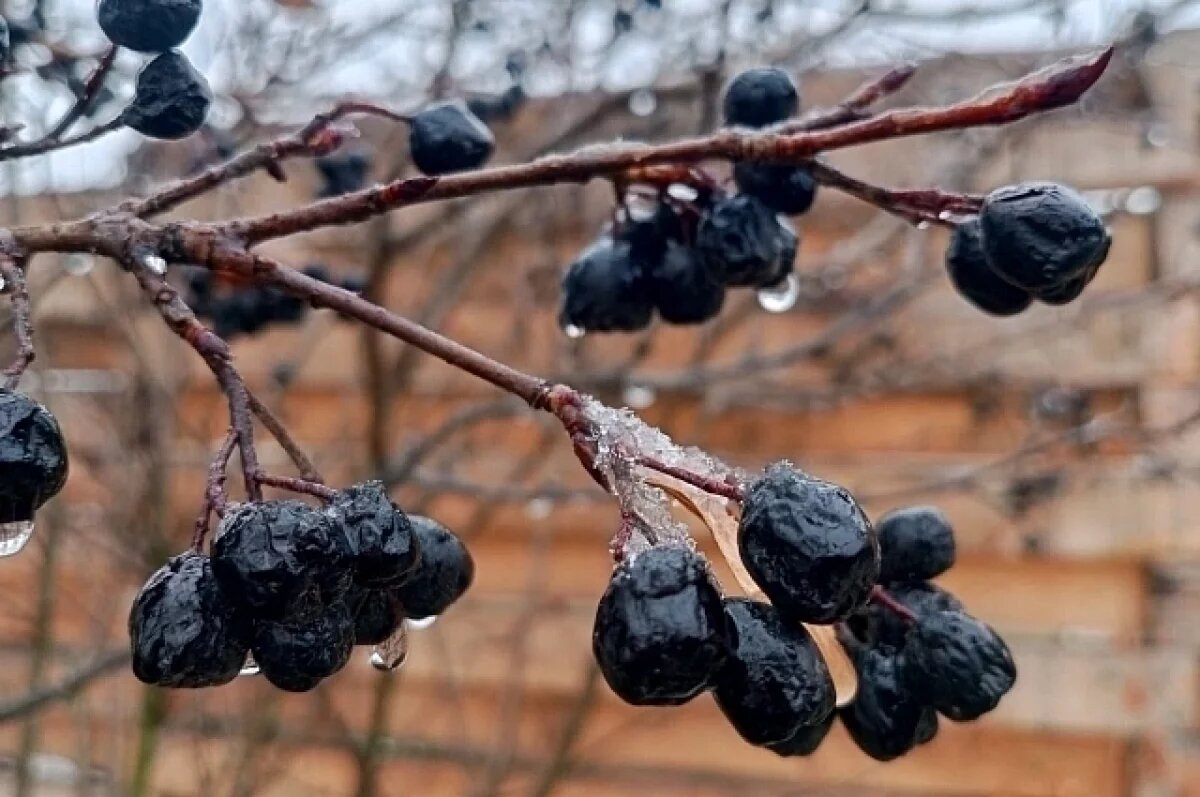    В Новосибирск вернётся потепление до + 3 градусов