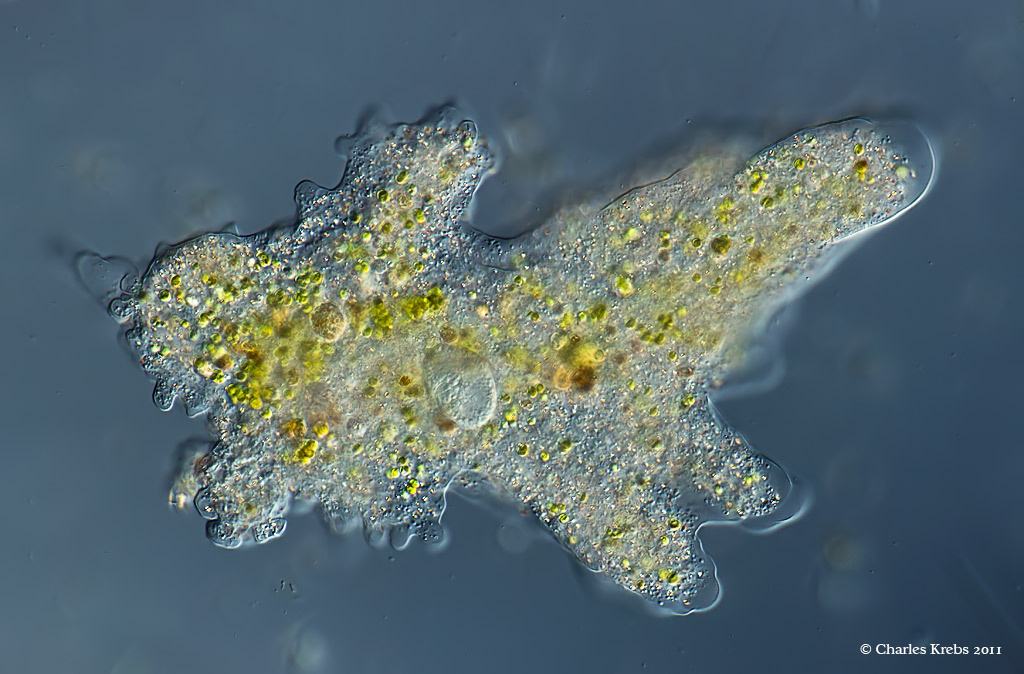 Даже в одной капле воды скрывается целая вселенная.