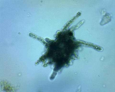 Когда для решения сложнейших задач не нужен даже мозг.