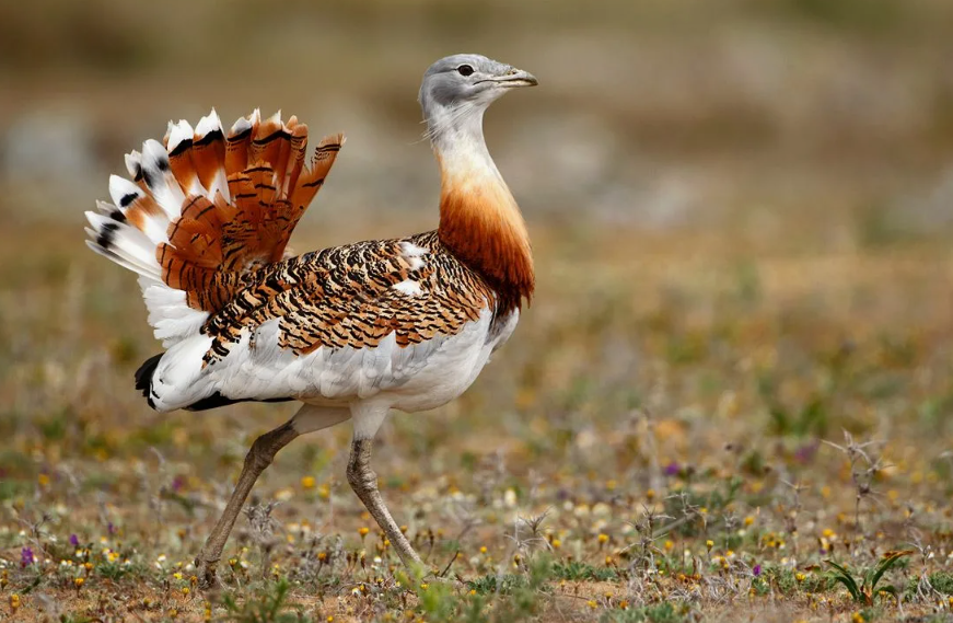 Дрофа — одна из самых тяжёлых летающих птиц на Земле.
Крупные самцы-дудаки могут весить 15–20 кг, а рекордные экземпляры — до 22–24 кг. Это предел, на котором полёт вообще ещё возможен: дрофа буквально балансирует на грани аэродинамики.