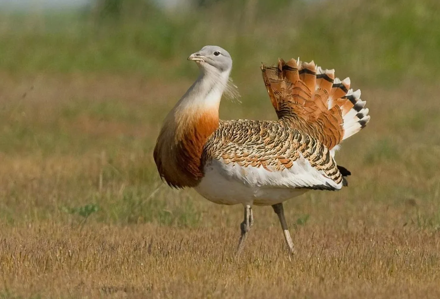 На току дрофа превращается в «белый цветок».
Петух выворачивает перья, закидывает хвост на спину, раздувает горловой мешок и исчезает в облаке белой «розетки». Его трудно узнать: становится то ли цветком, то ли снеговой кучей, то ли миражом на фоне земли.