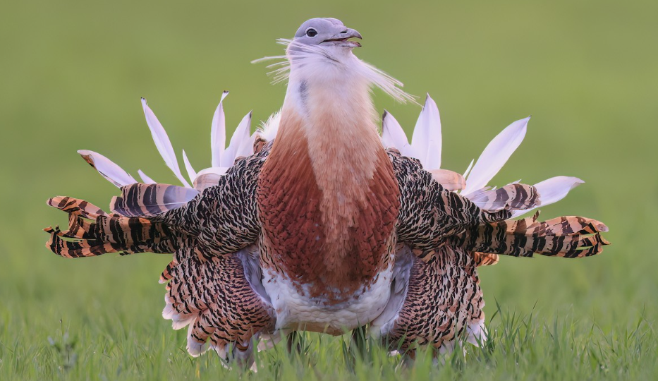 Дрофа: Белый Цветок Степи