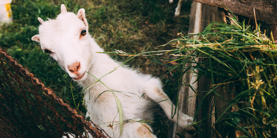 Почему дело о мини-козе разбирали в федеральном суде США