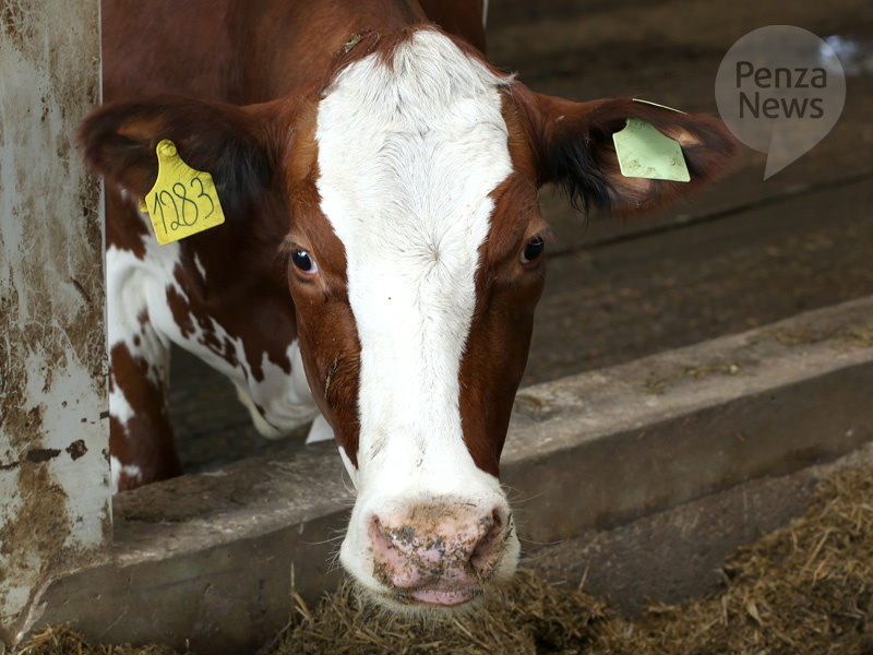    © Фото из архива ИА «PenzaNews»