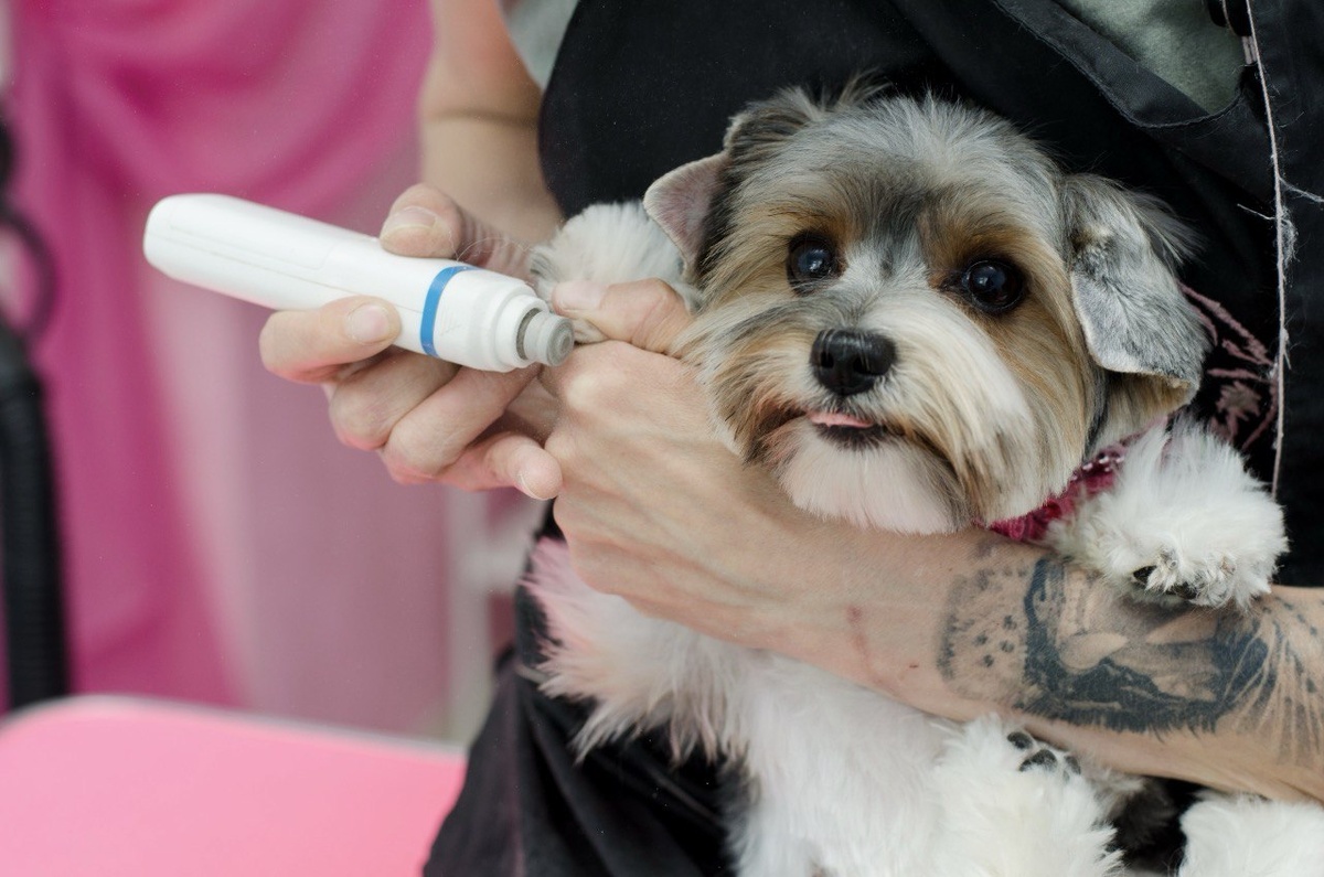 Маленькие собаки часто дрожат не от страха, а из-за особенностей нервной системы и эмоций. Главное понимать, что стоит за этой реакцией.