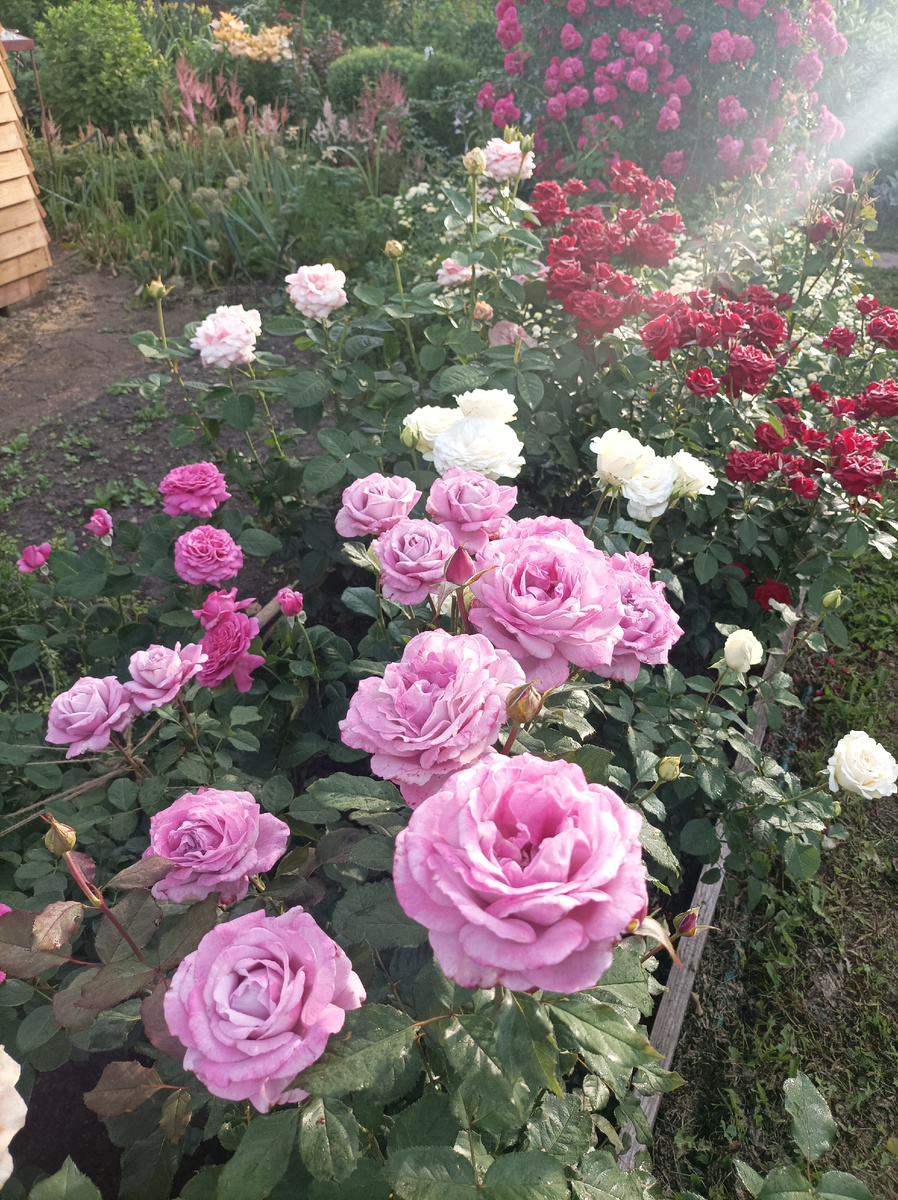 на переднем плане Мисти Блю, ч/г