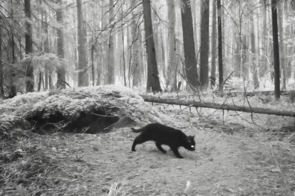    Домашний кот ушел жить к диким барсукам в Ленобласти