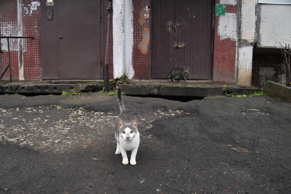    . Иван МАКЕЕВ