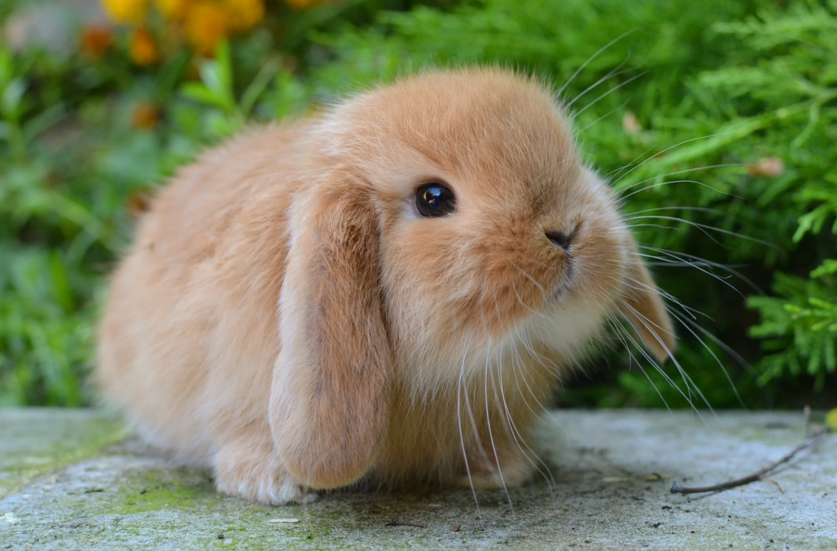 Кролик умеет «видеть назад», не оборачиваясь.
Глаза расположены так широко, что поле зрения почти круговое — около 360°. Он видит врага, даже когда спиной к нему стоит. Слепая зона — только прямо перед носом.