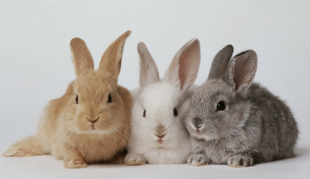 Их скелет — удивительно хрупкий.
Кости составляют всего около 8% массы тела (у кошек — около 12%). Если кролика неправильно держать или он резко вывернется, он может сломать собственный позвоночник от рывка — настолько мощные задние ноги и настолько лёгкий «каркас».