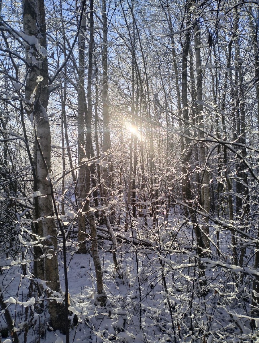 Мороз и солнце (фото автора, слова Пушкина😉)