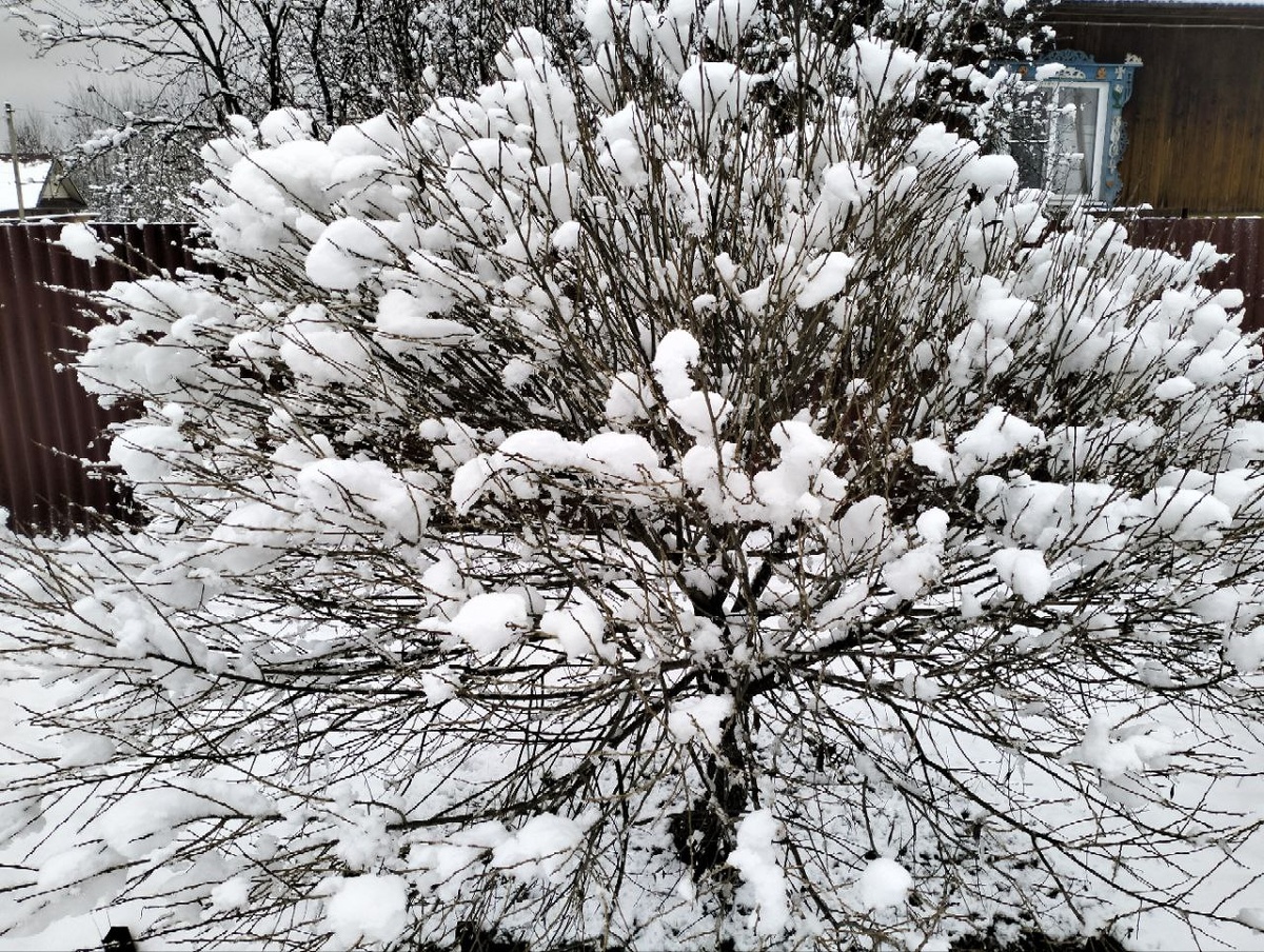 Скажите, ведь похоже немного на заячьи хвостики? (фото автора)