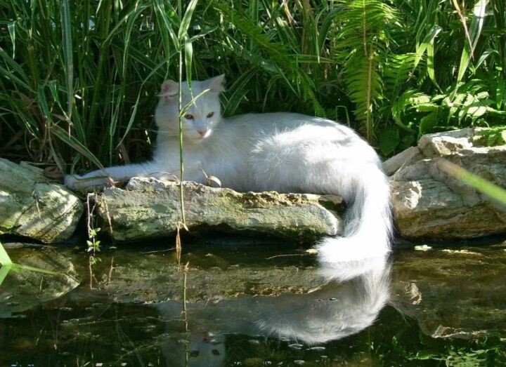 кстати, вот как выглядит Ледокрылая. из интернета