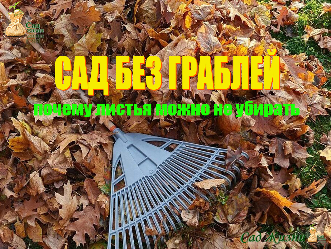 Когда опавшие листья можно не убирать