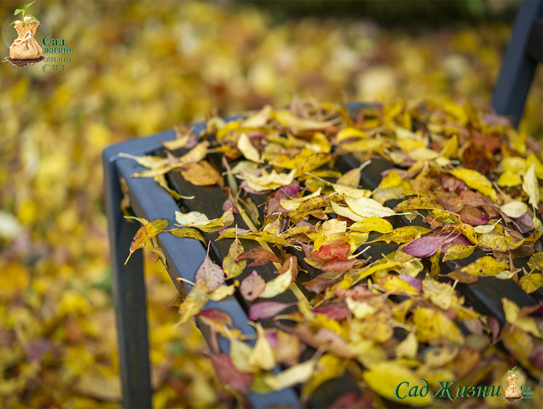 Когда опавшие листья можно не убирать