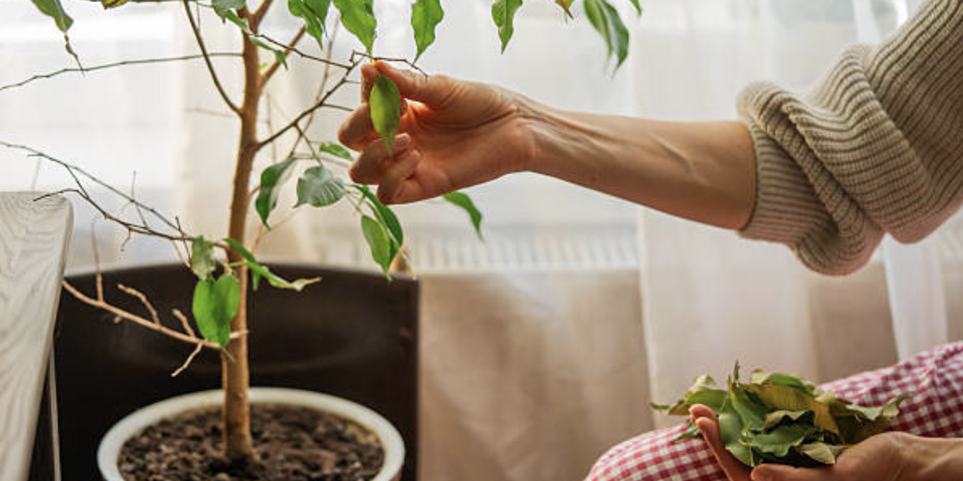 Фикус Бенджамина: опала листва, есть ли шанс спасти растение?