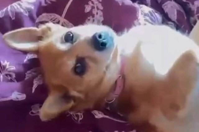 дебильная собака