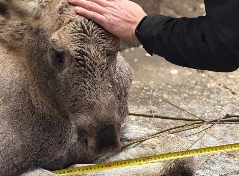 Фото: Нацпарк "Зюраткуль"