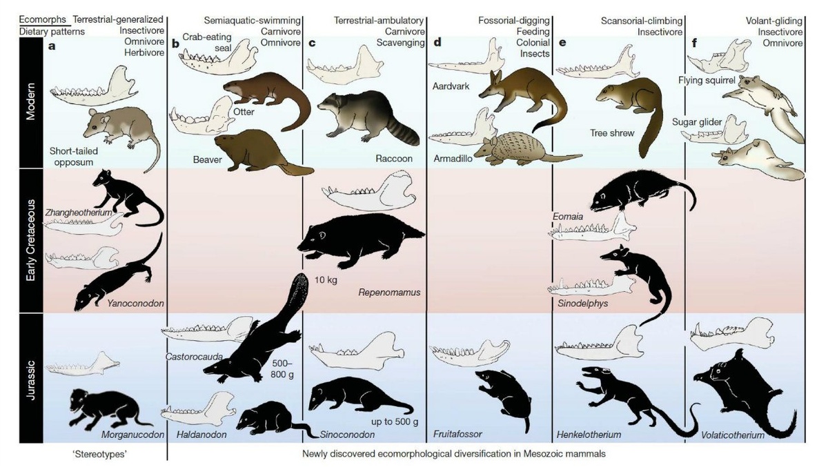 Разнообразие жизненных форм среди мезозойских млекопитающих. Картинка из статьи Zhe-Xi Luo (2007).
