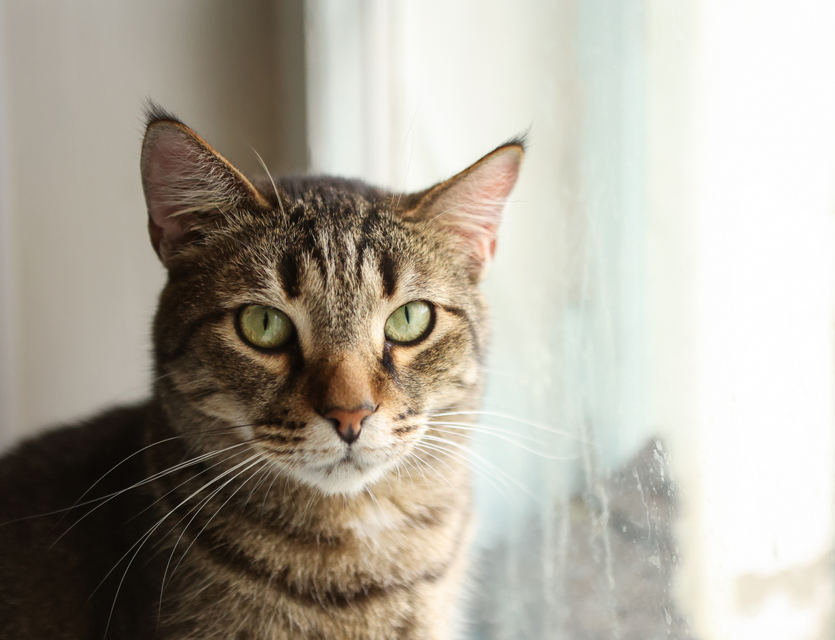 Я простой, но давно готовый кот для жизни в доме