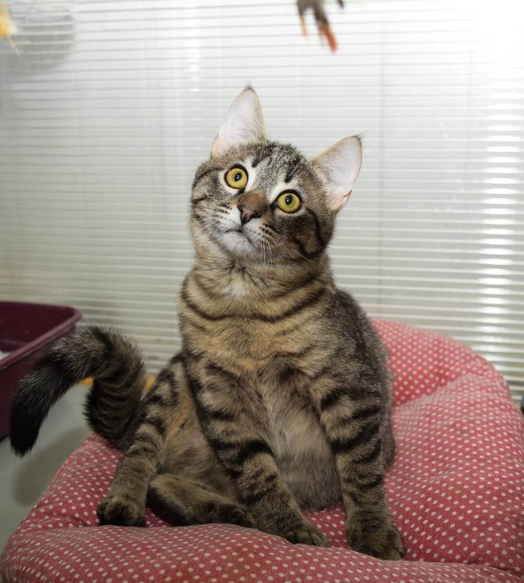 Люблю людей, которые любят котов