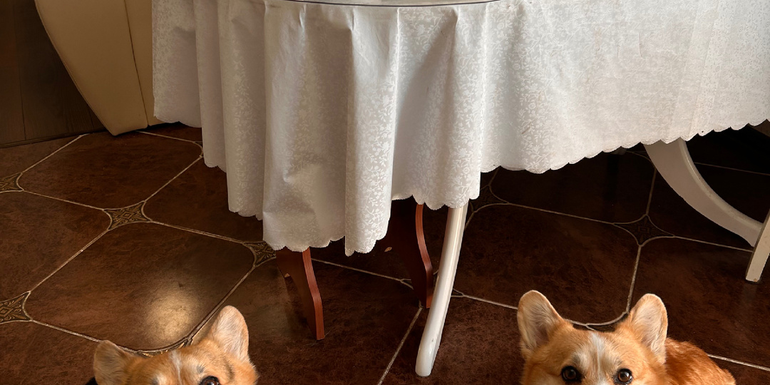 Когда фиалки цветут 🌸, а корги позируют! 😍