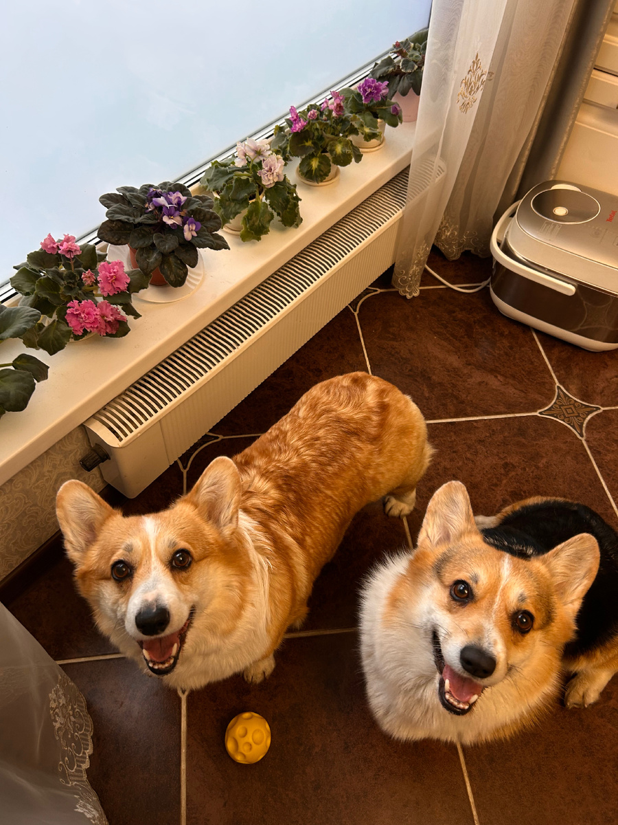 Ма, поиграй с нами! ☺️