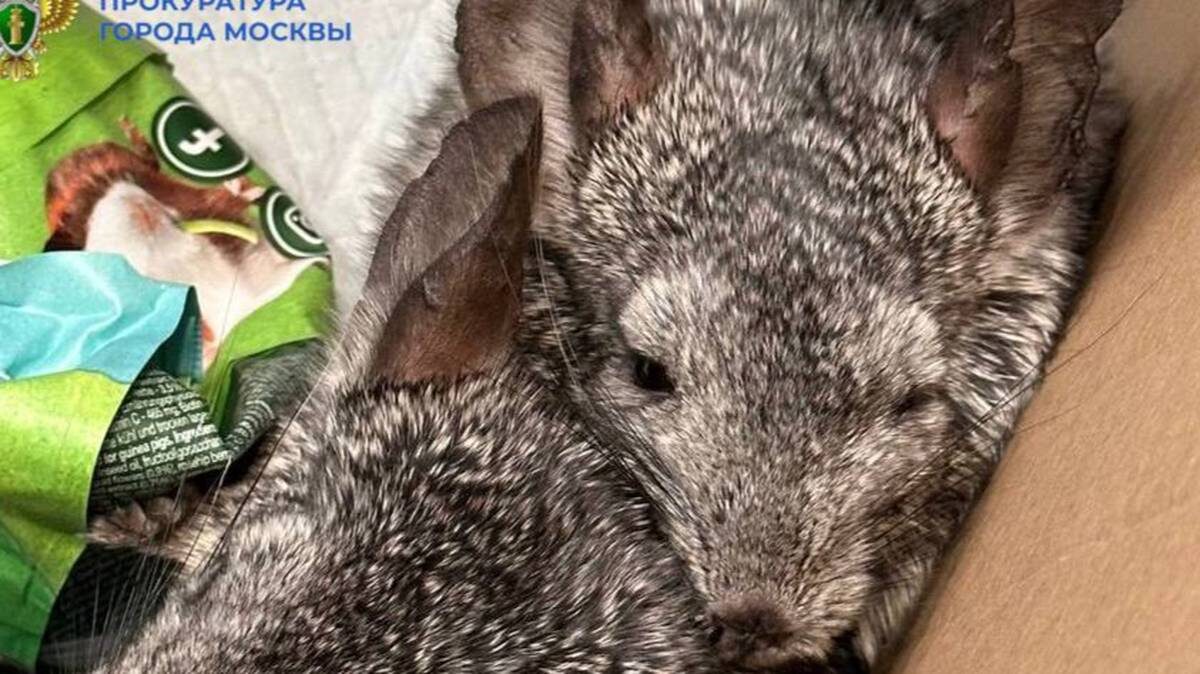    Фото: Прокуратура Москвы / Telegram