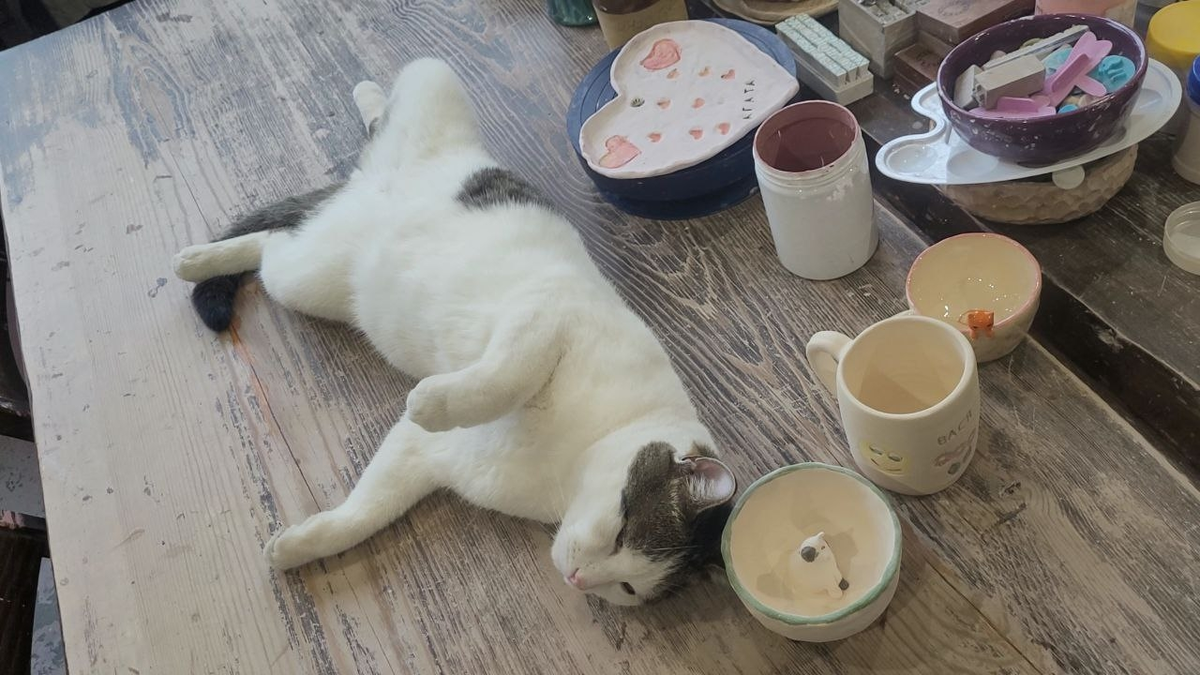 Пушистый охранник, мотиватор и душа коллектива по кличке Василий 