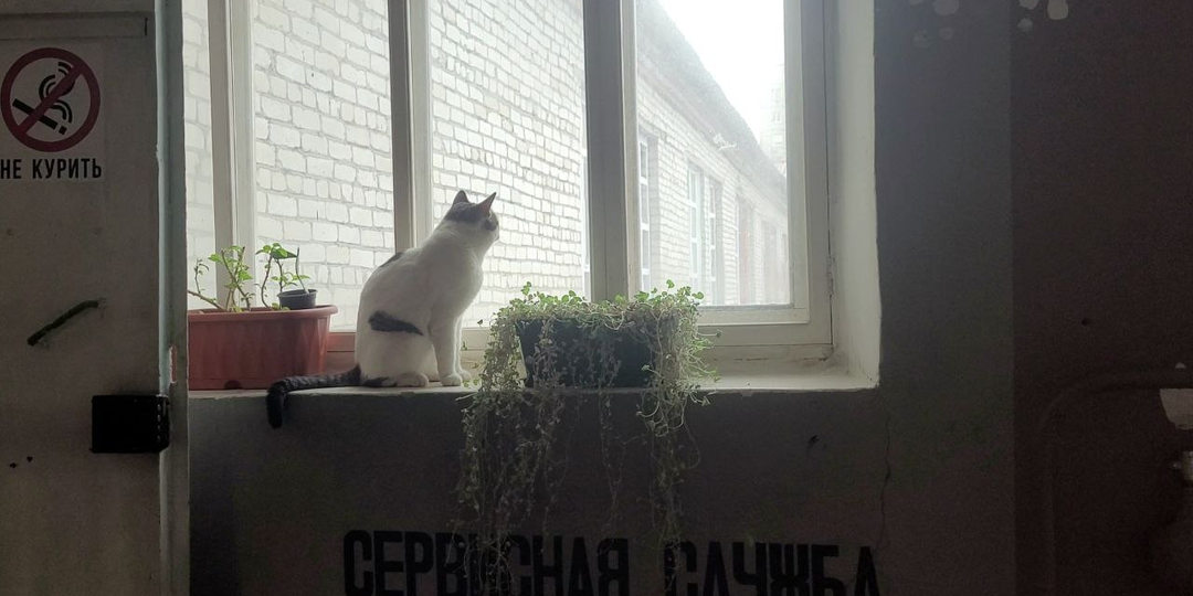 Как кот Василий стал сотрудником гончарной мастерской