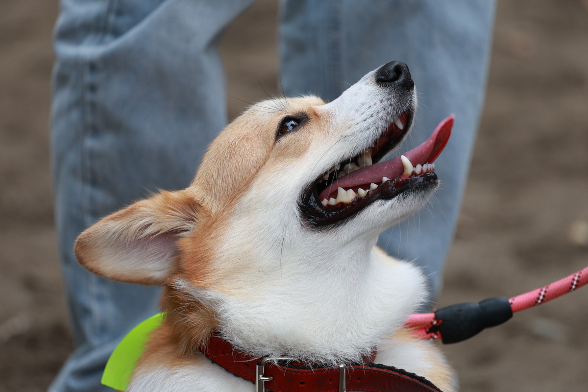 Корги. Фото: Олег Укладов