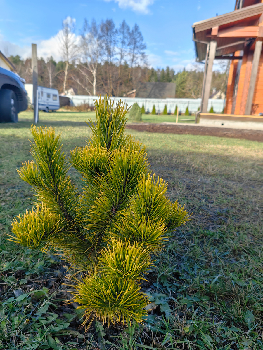 Красавица Голден Глоу в золотистом наряде. 2 фото