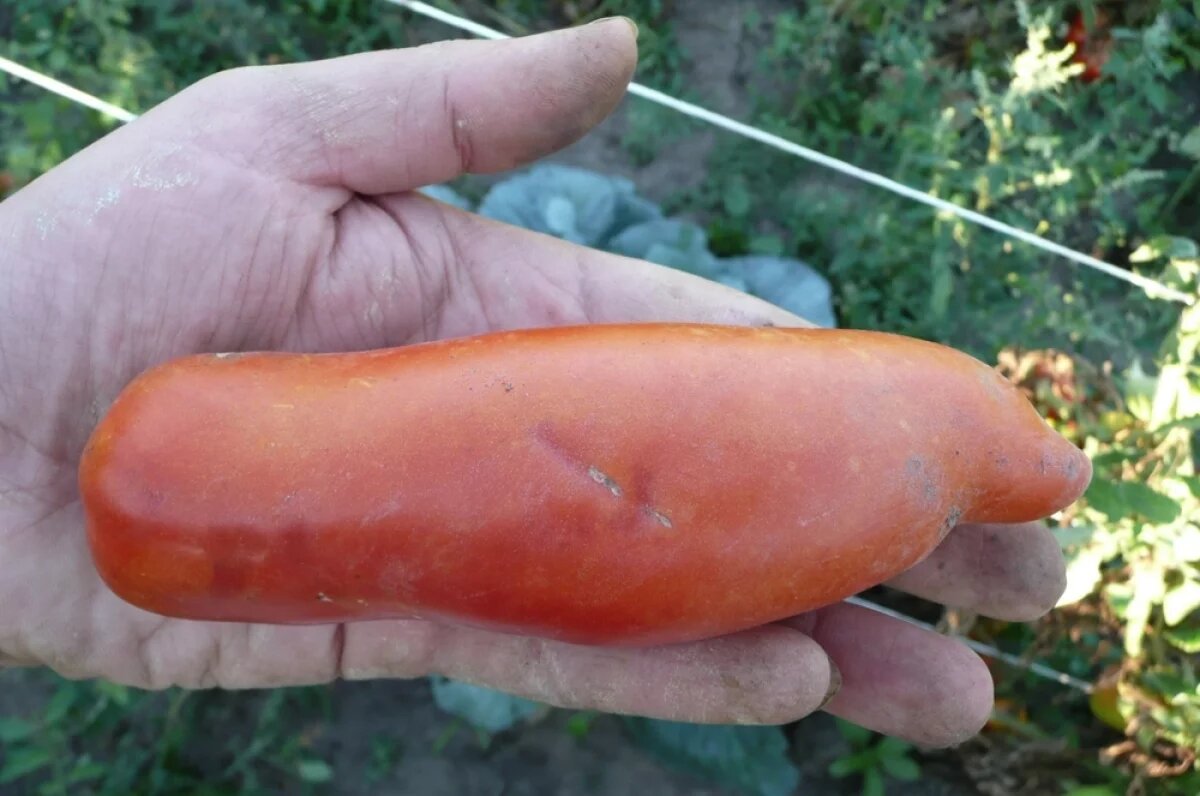    Сорт Дядя Степа любят за крупные, длинные, эффектные плоды — настоящая «визитная карточка» огорода.