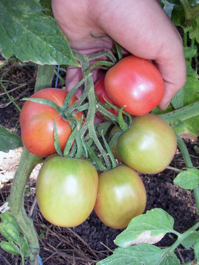    Де Барао лучший сорт как для теплиц, так и открытого грунта. Фото: Денис Терентьев