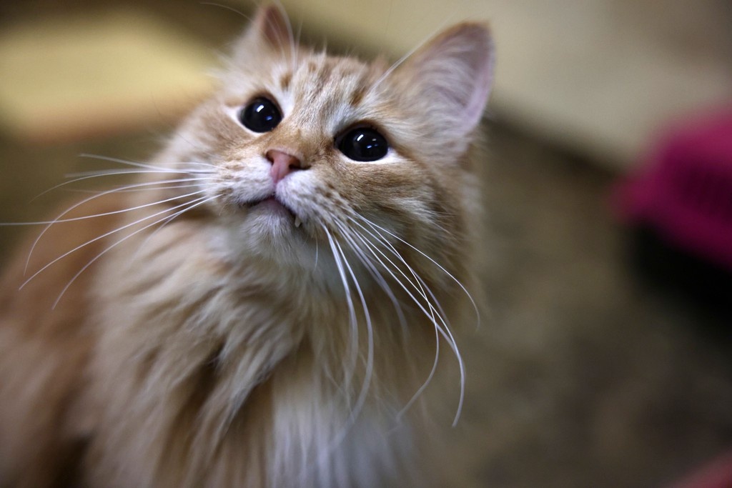    Фото © Анастасия Романова / Абзац