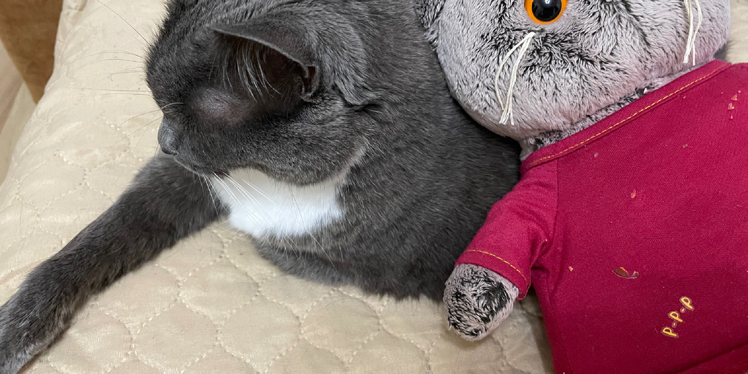 Иметь кота удовольствие не из дешёвых, а если их три?