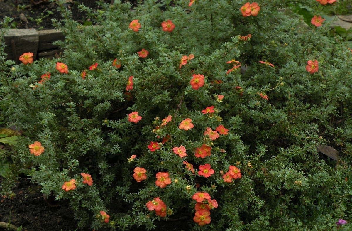    Лапчатка 'Ред Джокер'