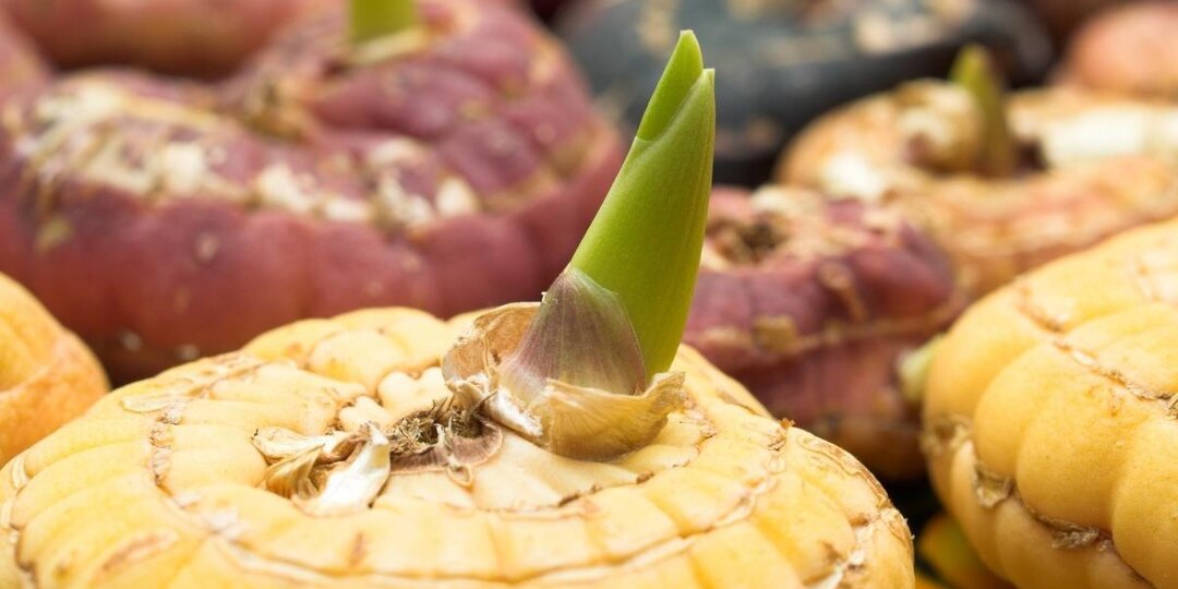 15 вопросов о гладиолусах. Разбираем, как их хранить, спасать от плесени, омолаживать и проращивать