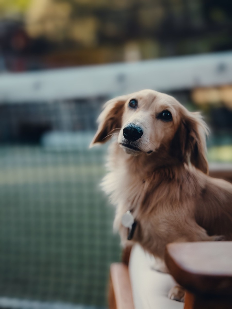    Мы нашли собачьих двойников для Леклера, Ферстаппена, Хэмилтона и других топ-пилотов