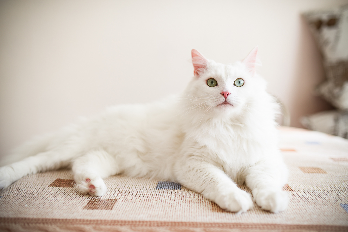 Очаровательный Макешиц уже готов к переезду в новый дом! Но только, если в новом жилище есть сетки «антикошки».