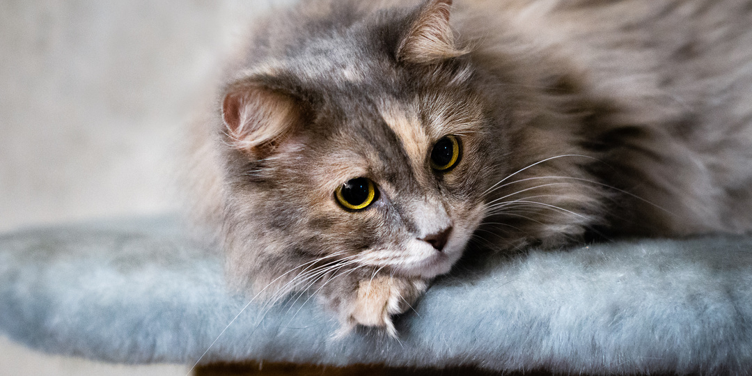 Сетка «антикошка»: почему это важно